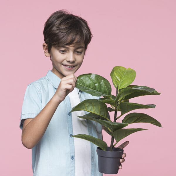clasificacion plantas